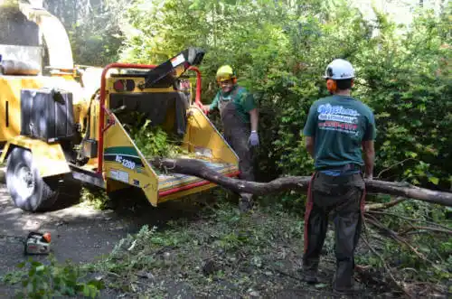 tree services Needles